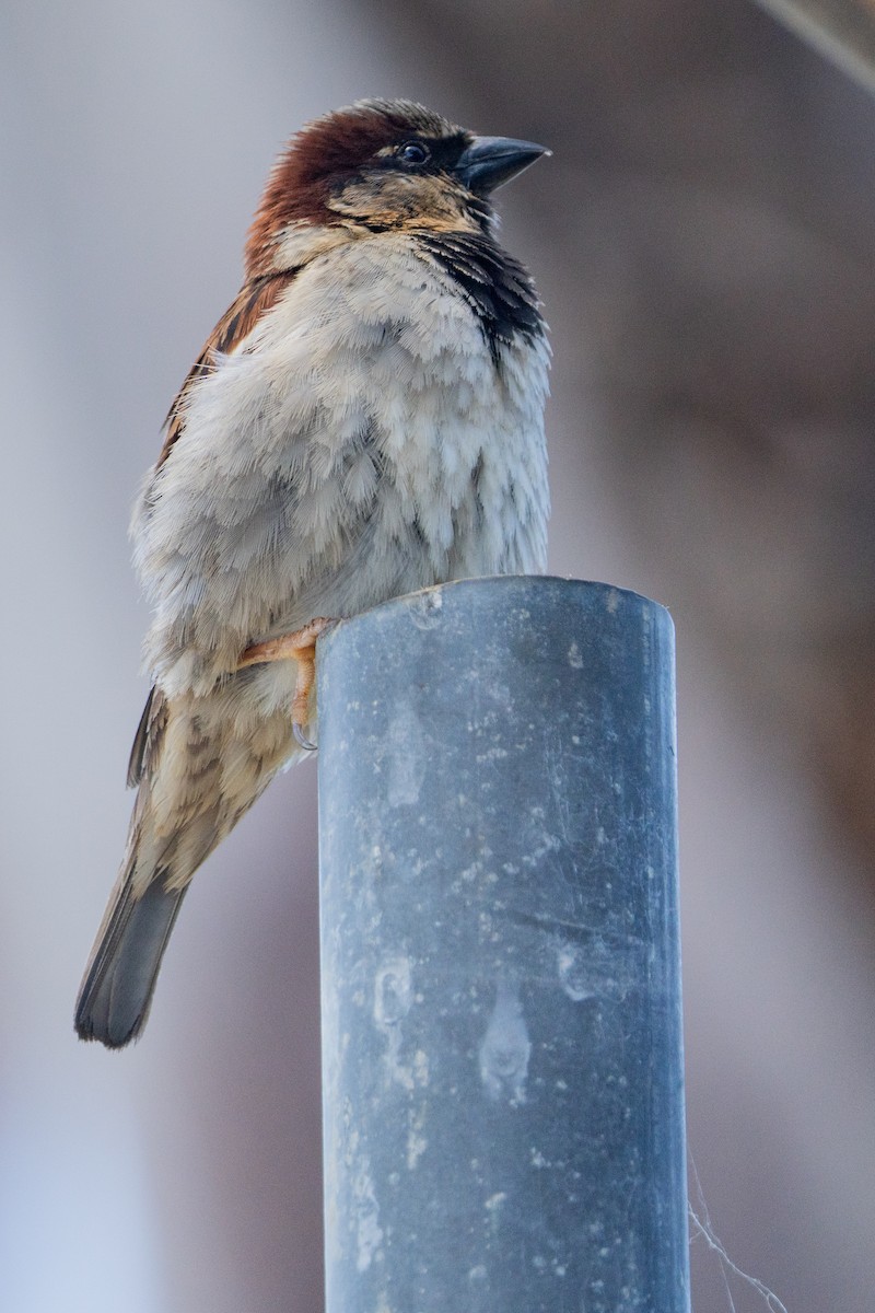 House Sparrow - ML646664485