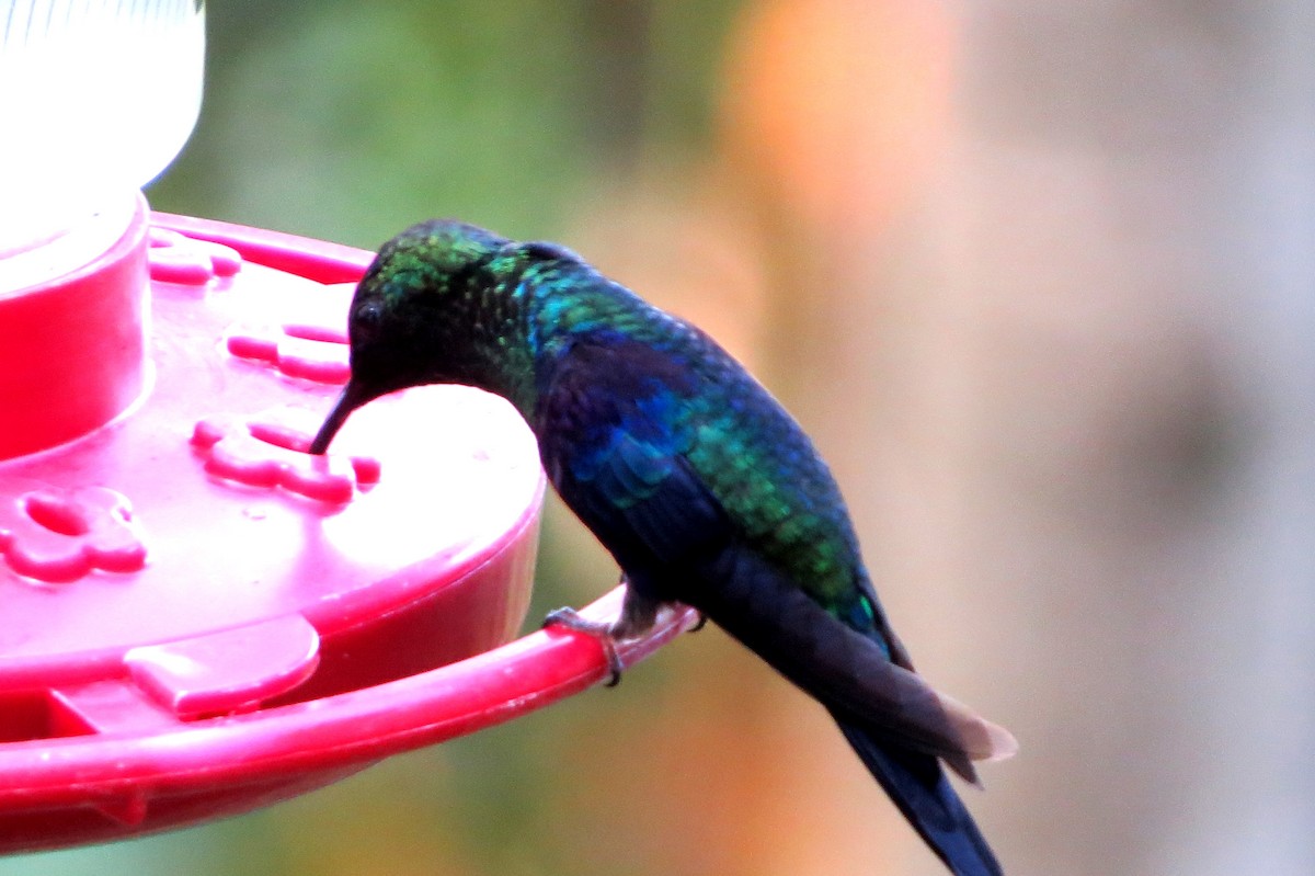 glansdryade - ML646664489