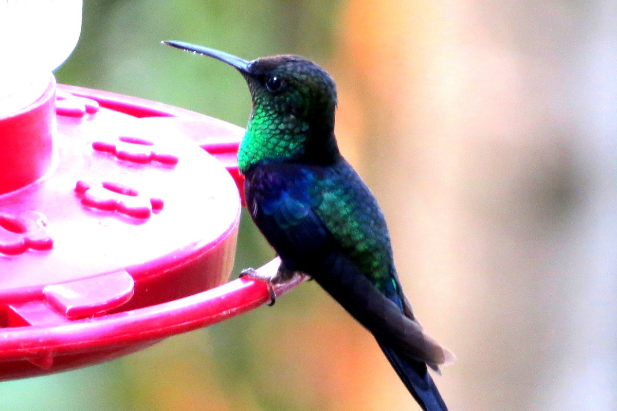 glansdryade - ML646664490