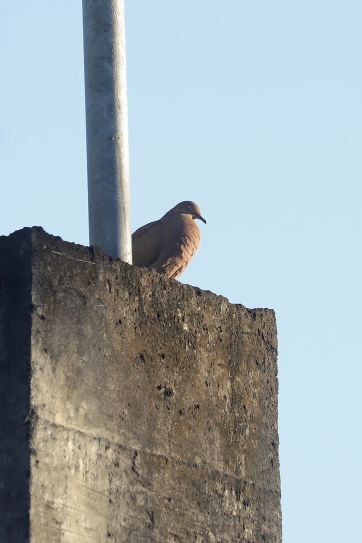 Zenaida Dove - ML646664492