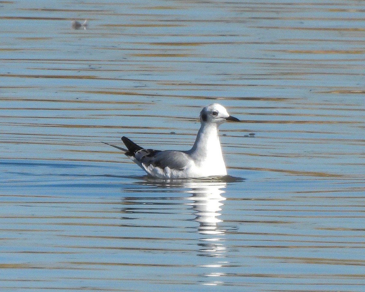 Bonaparte's Gull - ML646664495