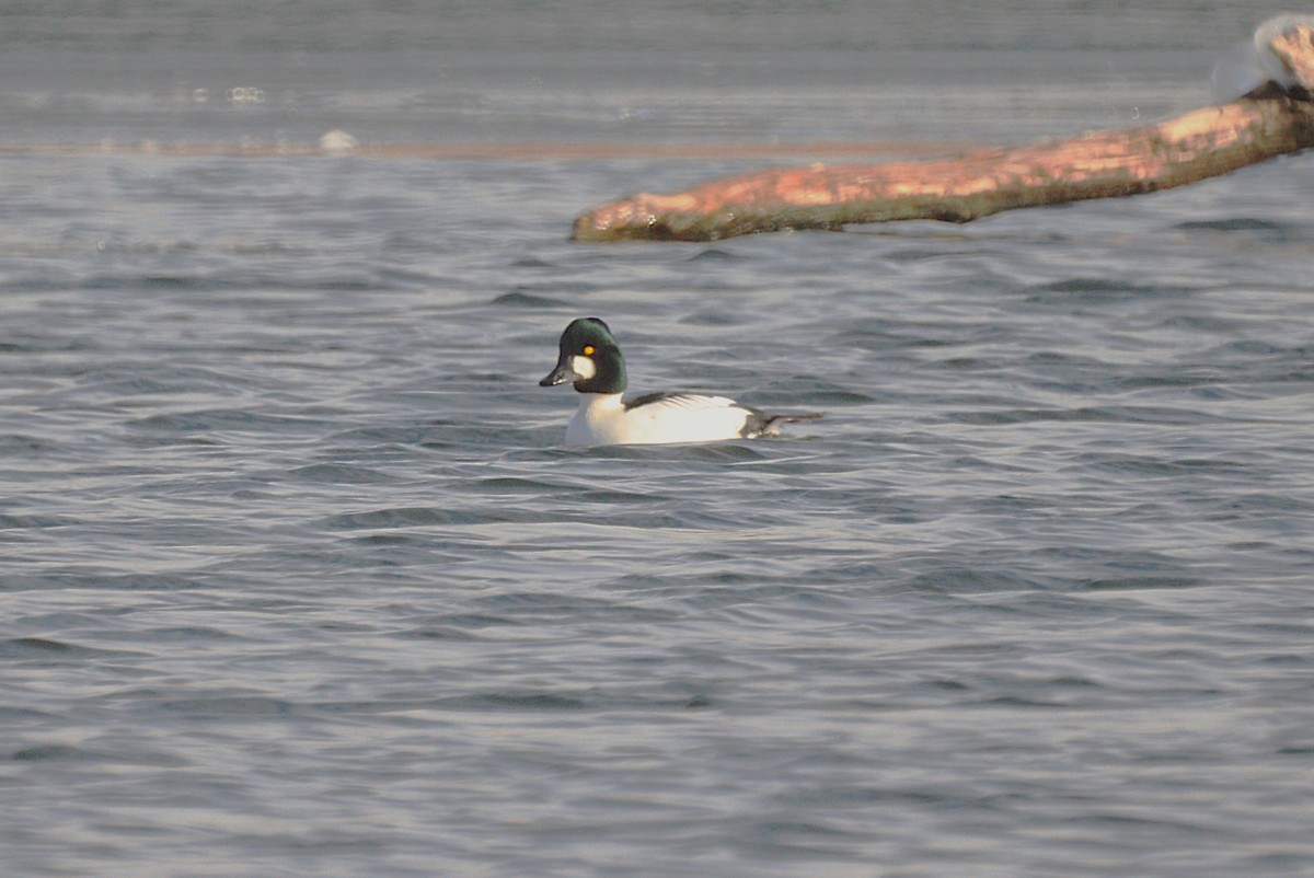 鵲鴨 - ML646664496