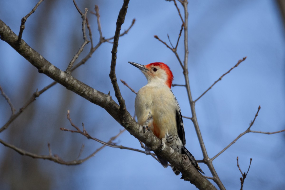 Каролинский дятел - ML646664497