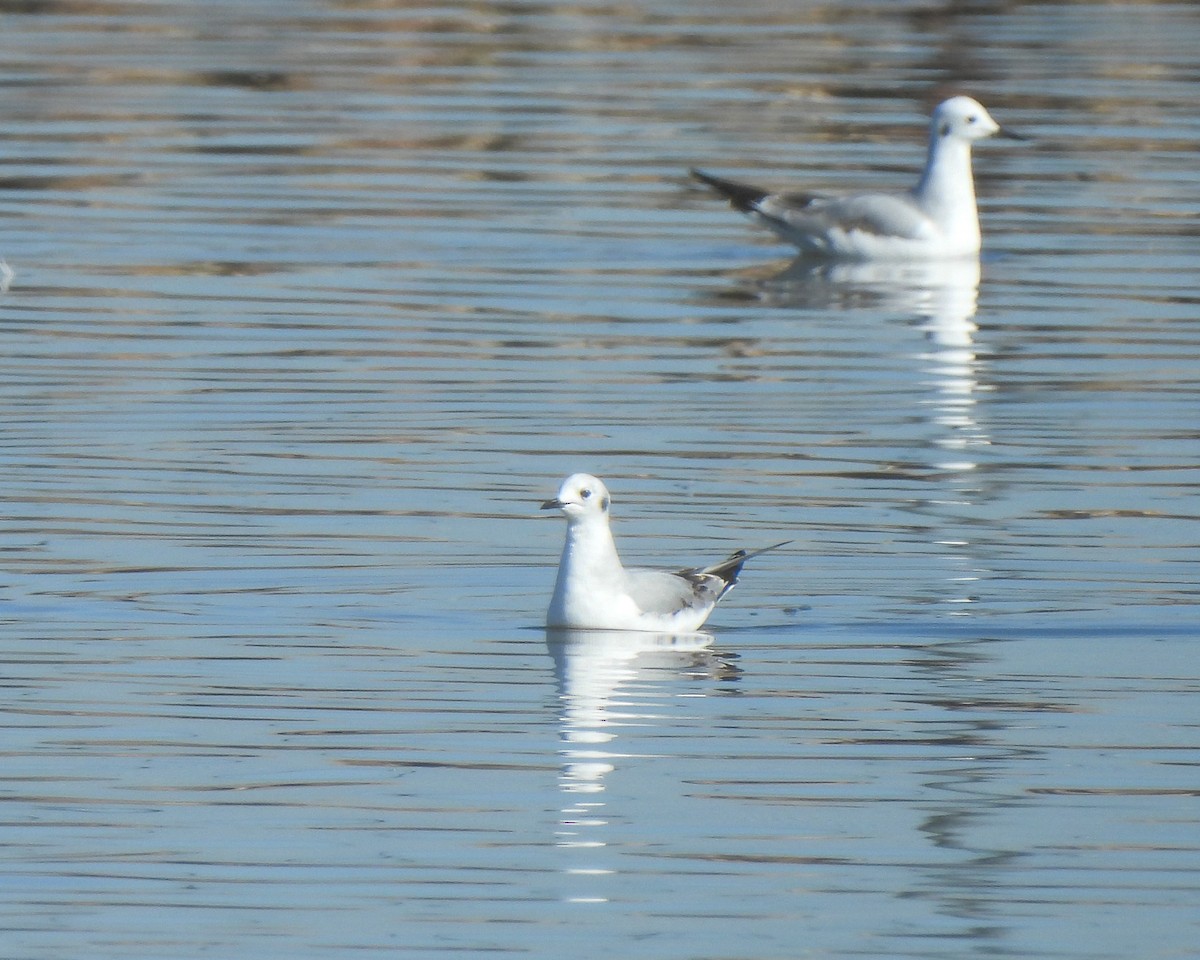 Bonaparte's Gull - ML646664498