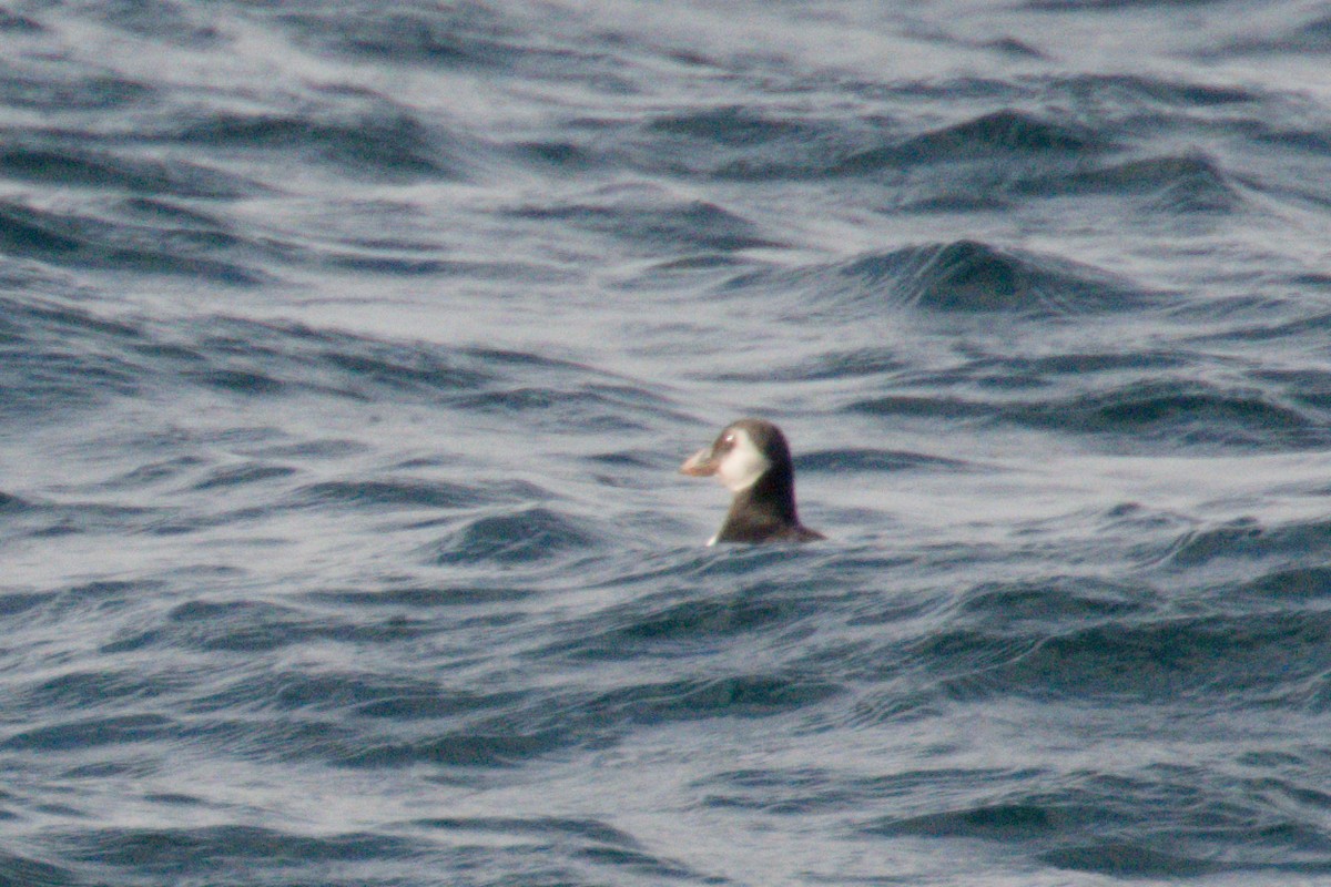 Atlantic Puffin - ML646664499