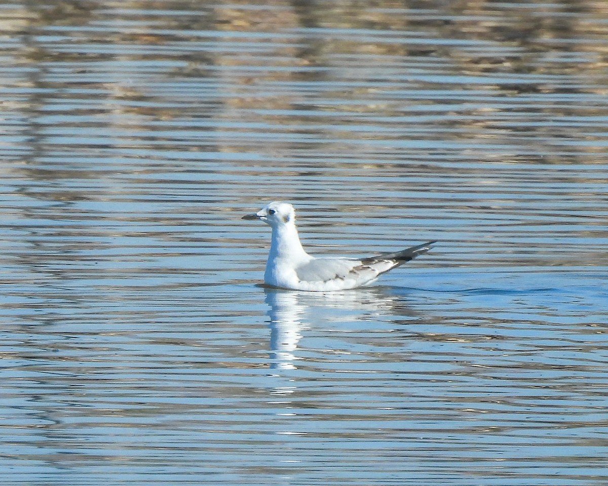 Bonaparte's Gull - ML646664500