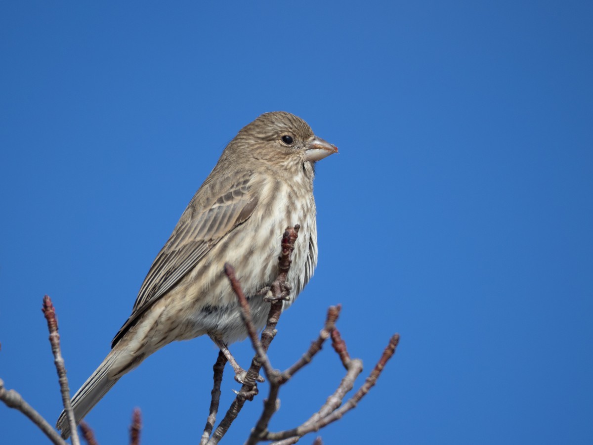 Мексиканская чечевица - ML646664501