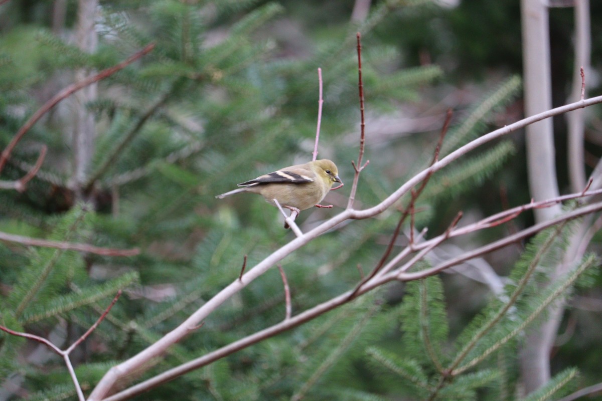 gulstillits - ML646664503