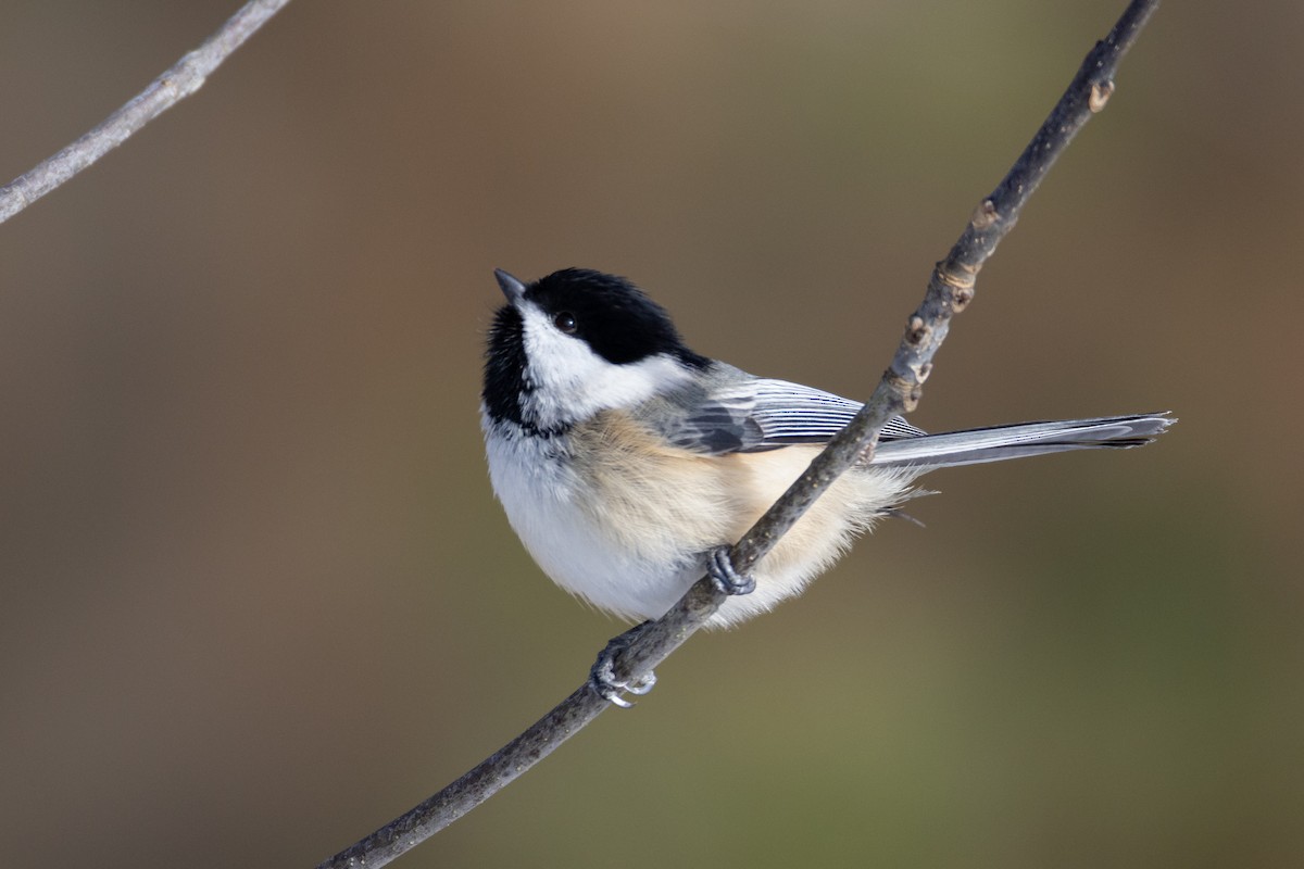 Черношапочная гаичка - ML646664508