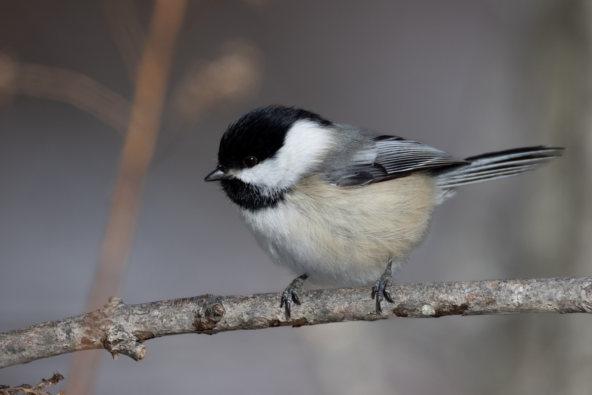 Черношапочная гаичка - ML646664509