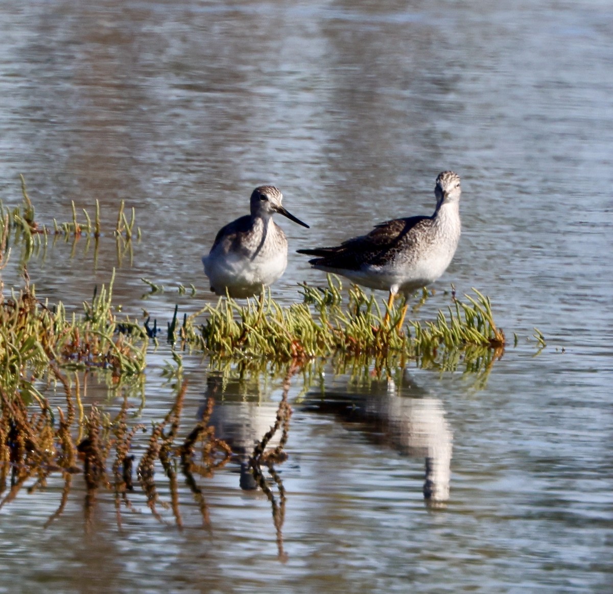 Kuliska hankahori handia - ML646664512