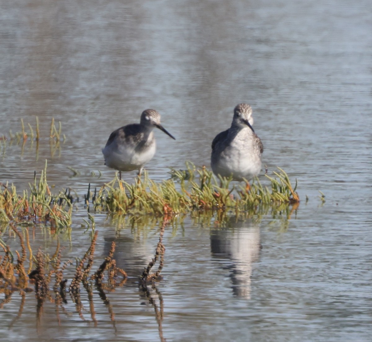 Kuliska hankahori handia - ML646664513