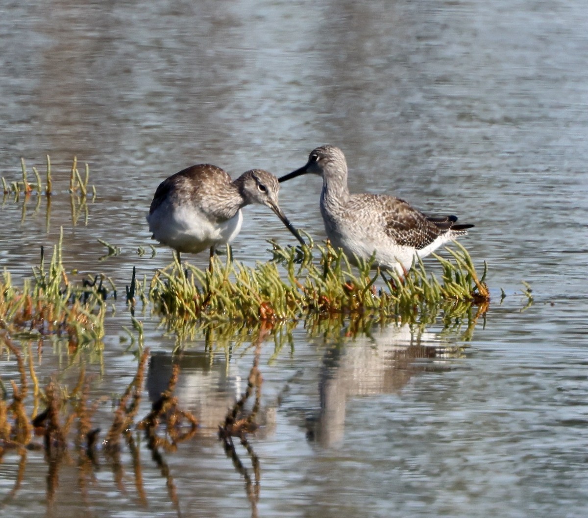 Kuliska hankahori handia - ML646664514