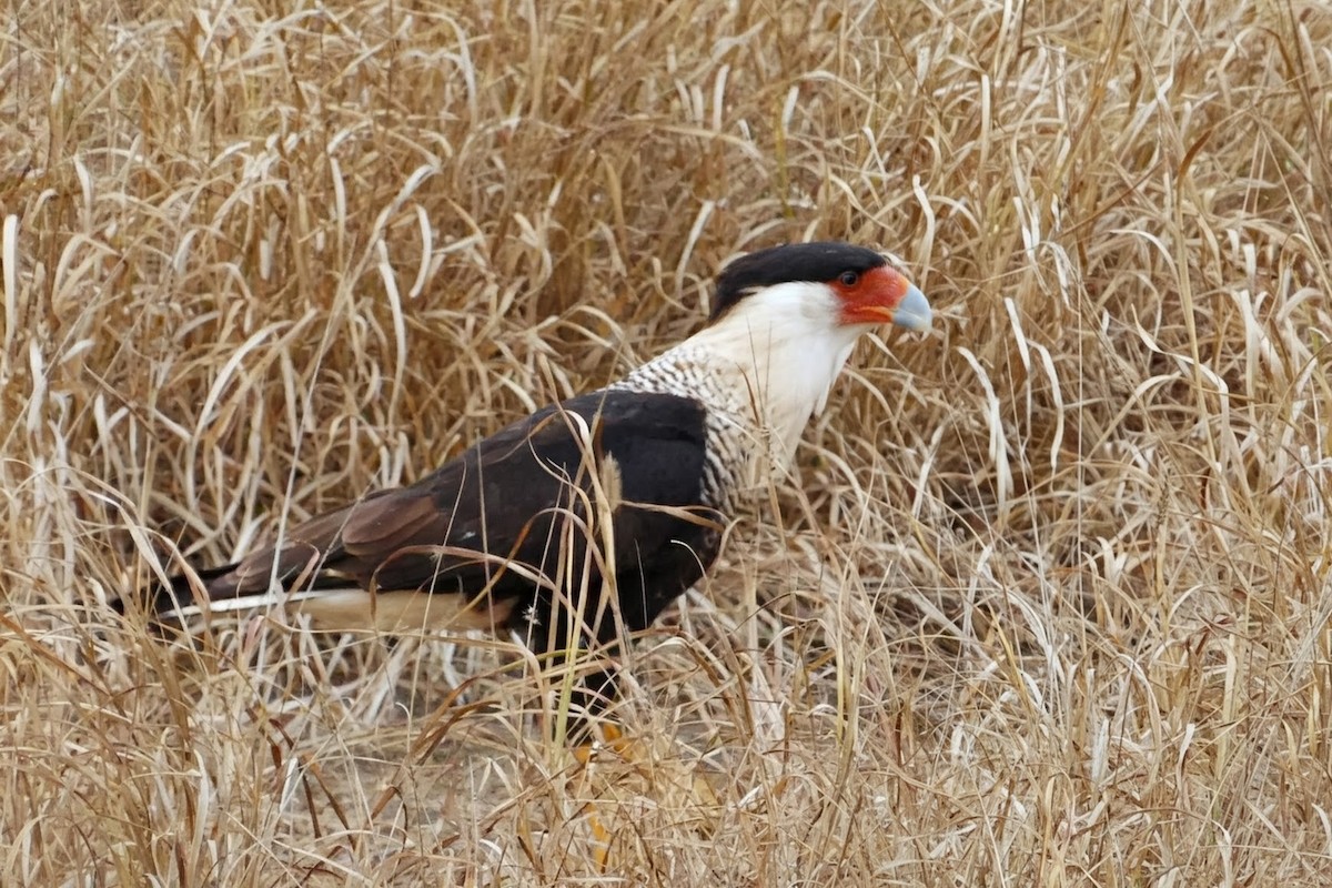 ミナミカラカラ（cheriway ） - ML646664515