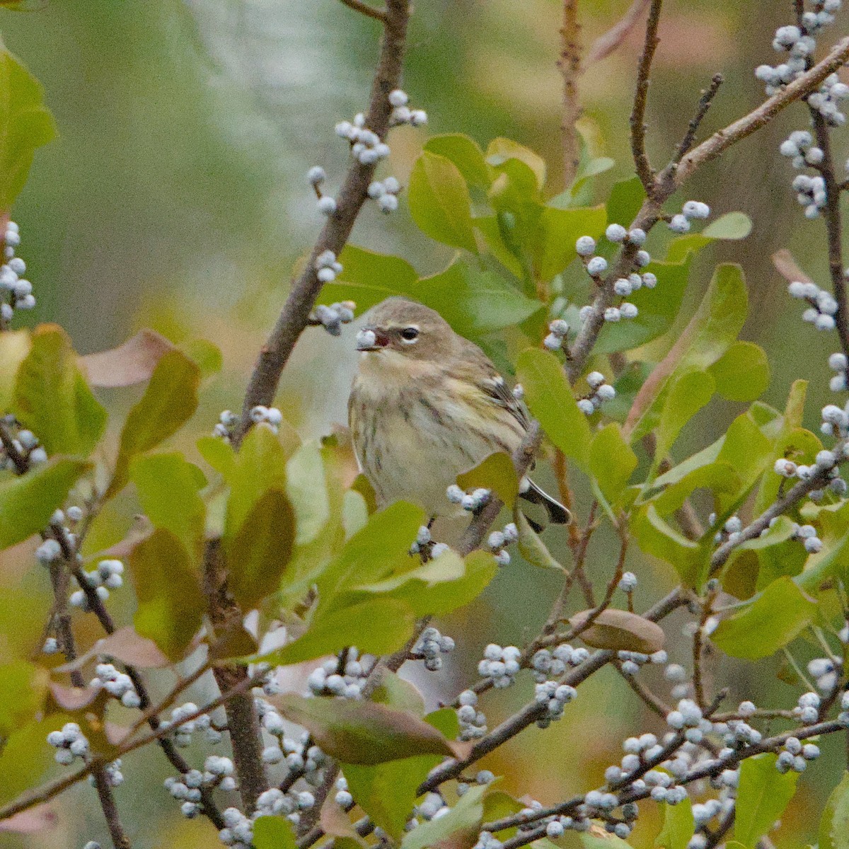 Yellow-rumped Warbler - ML646664516