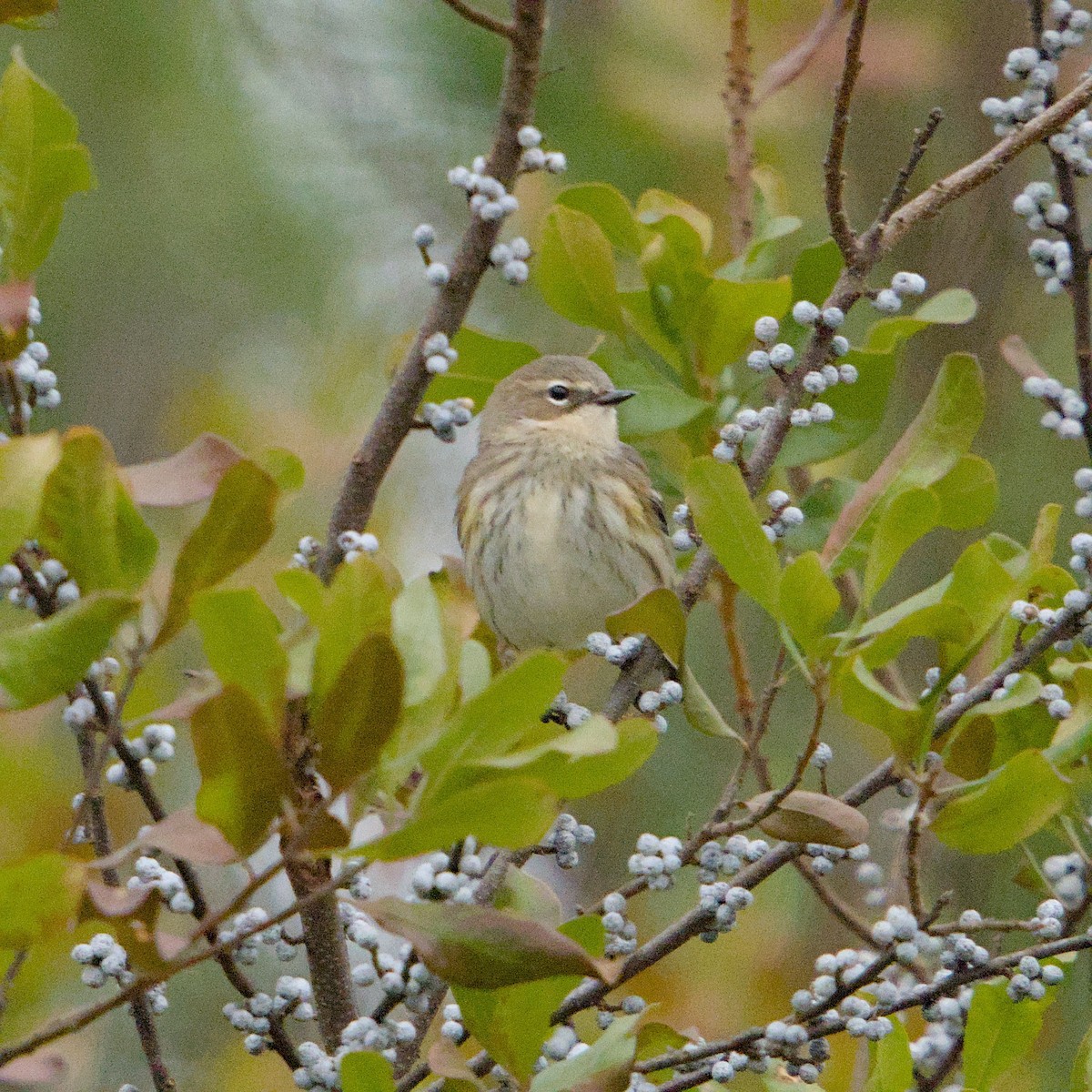 Yellow-rumped Warbler - ML646664517