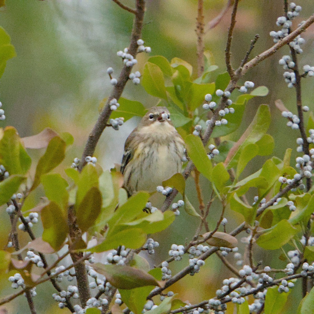 Yellow-rumped Warbler - ML646664518