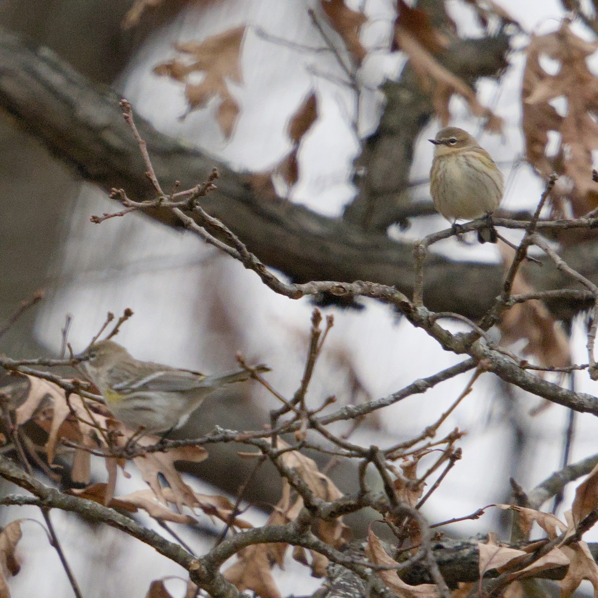 Yellow-rumped Warbler - ML646664520