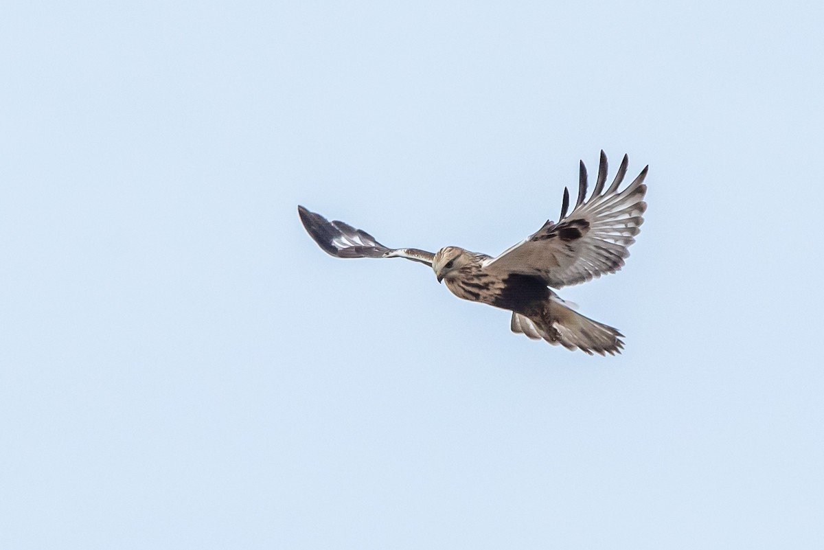 Зимняк - ML646664521