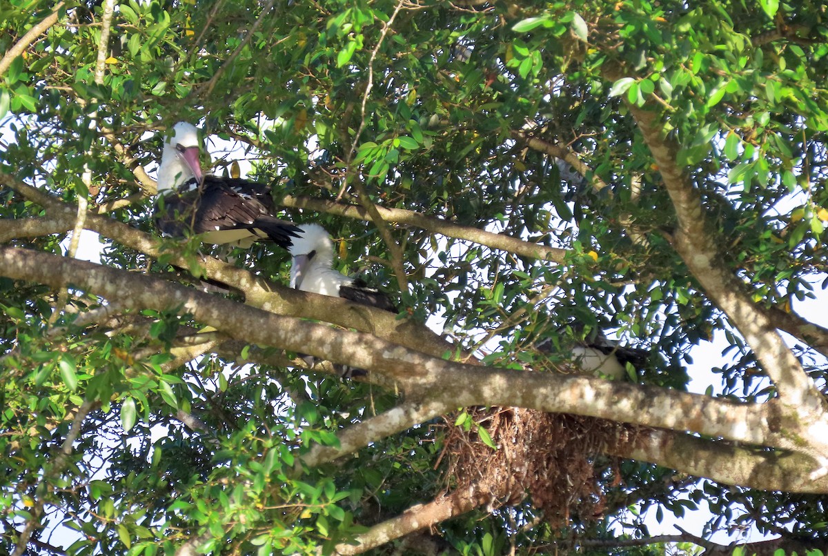 Piquero de Abbott - ML646664522