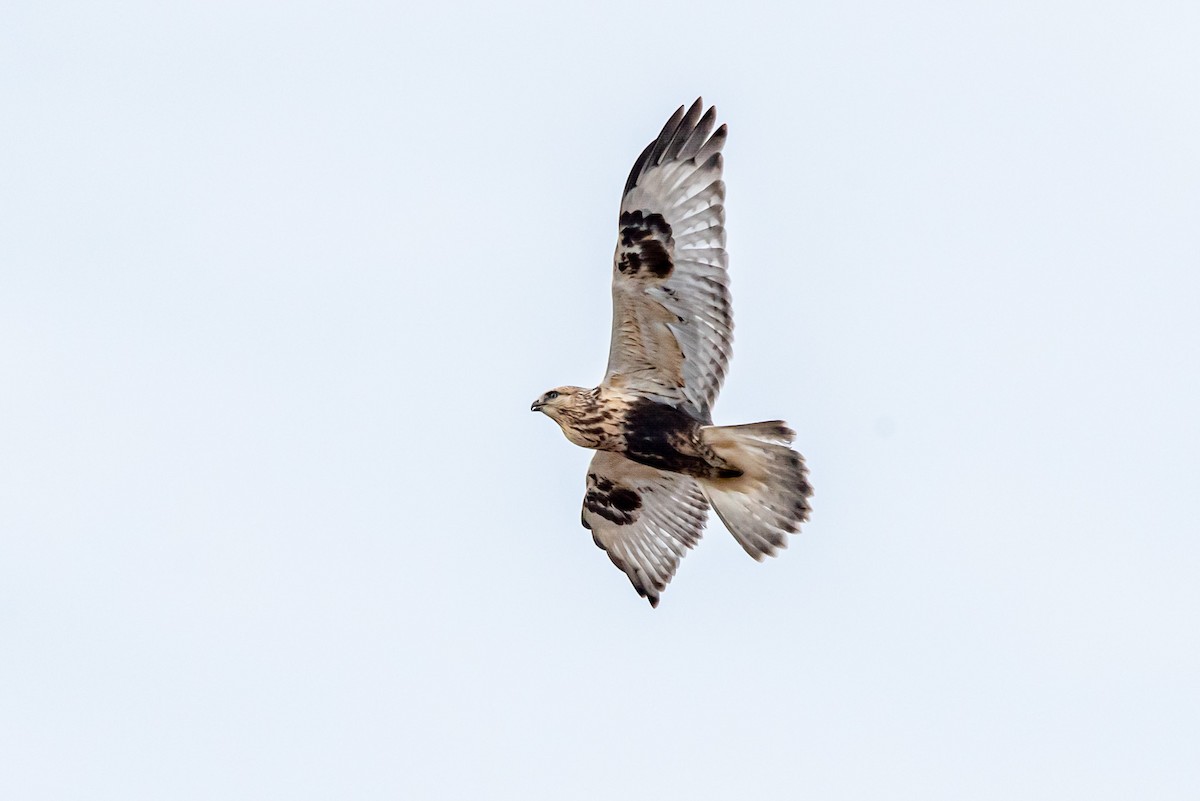 Зимняк - ML646664523