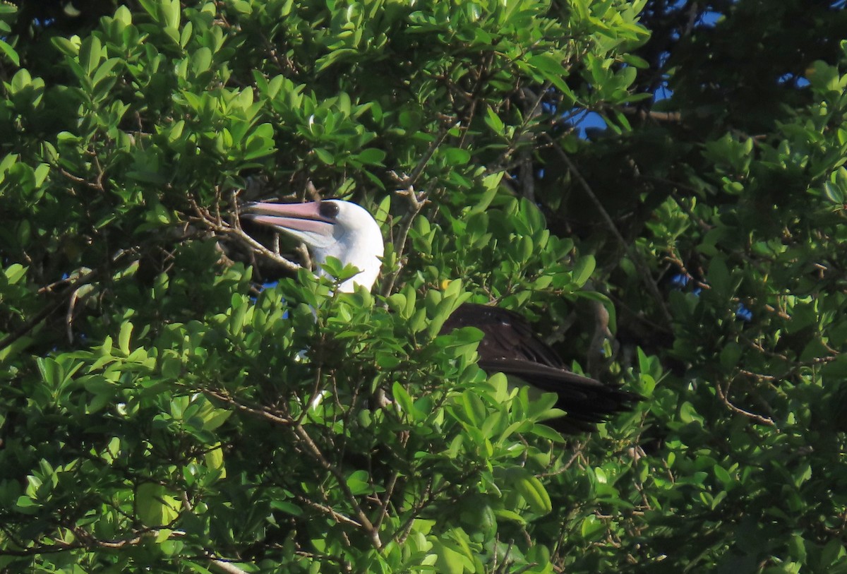 Piquero de Abbott - ML646664524