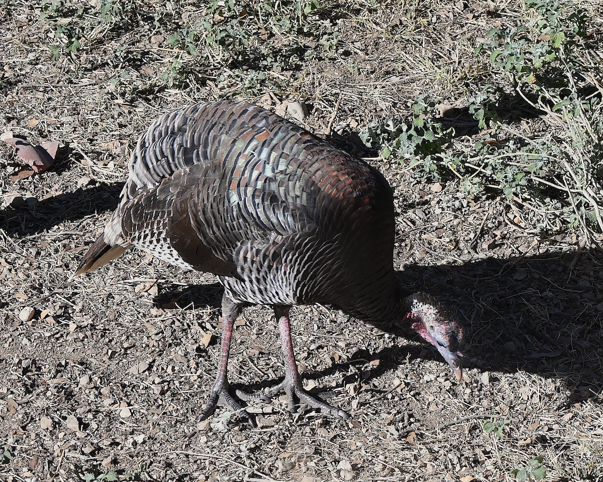 Wild Turkey - ML646664526