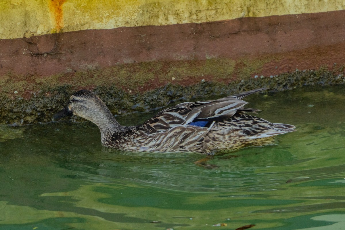 Mallard - ML646664527