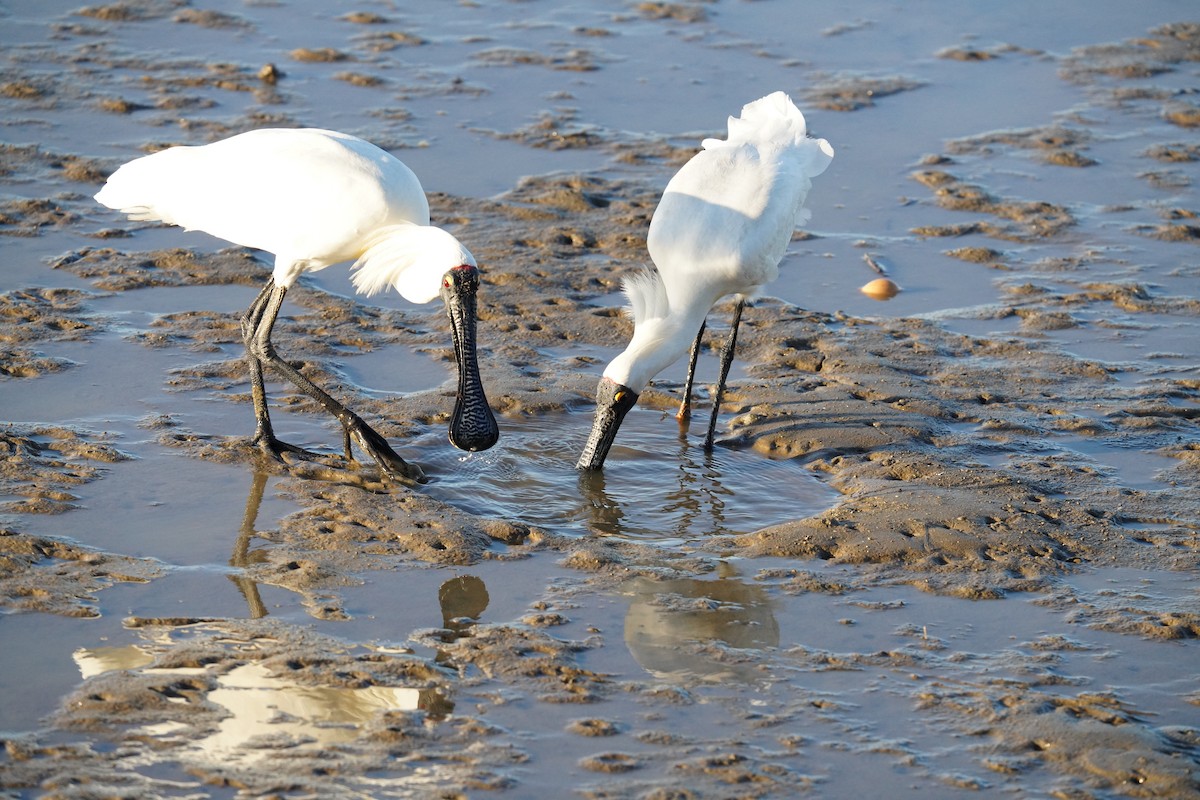 Royal Spoonbill - ML646664528