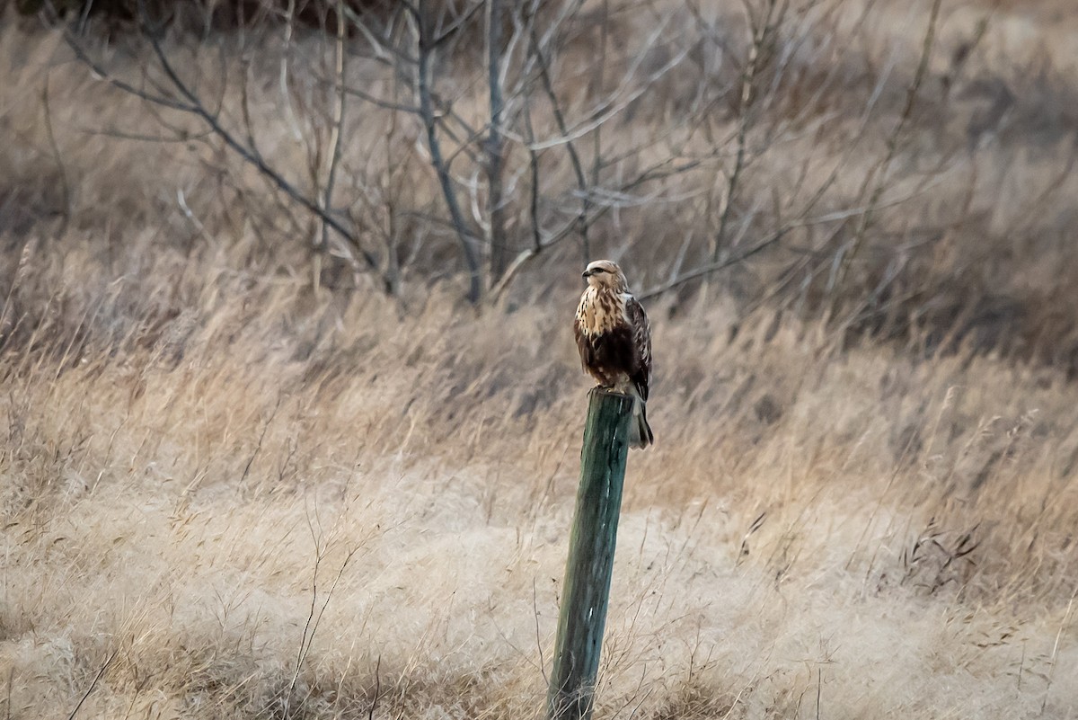 Зимняк - ML646664529