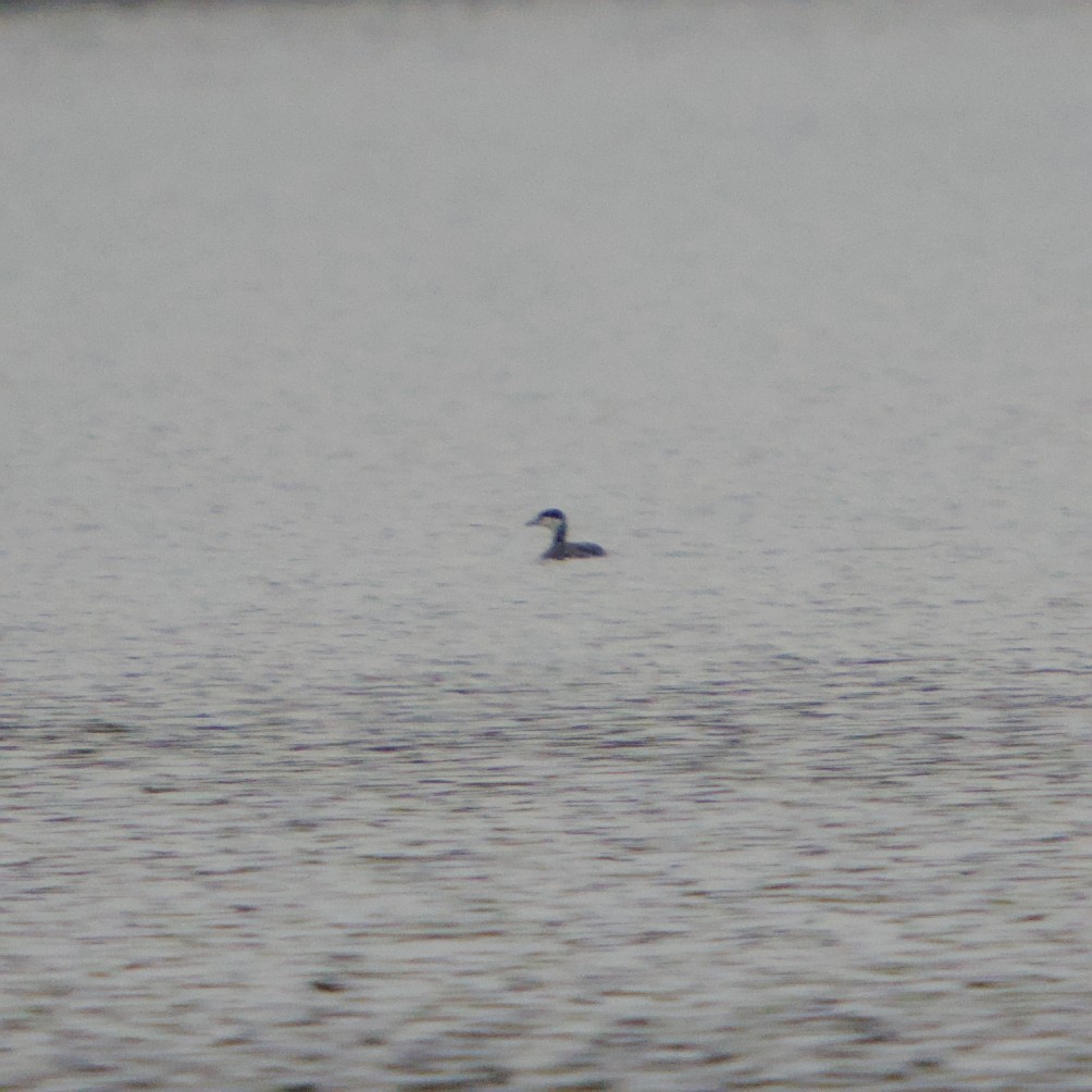 Horned Grebe - ML646664530