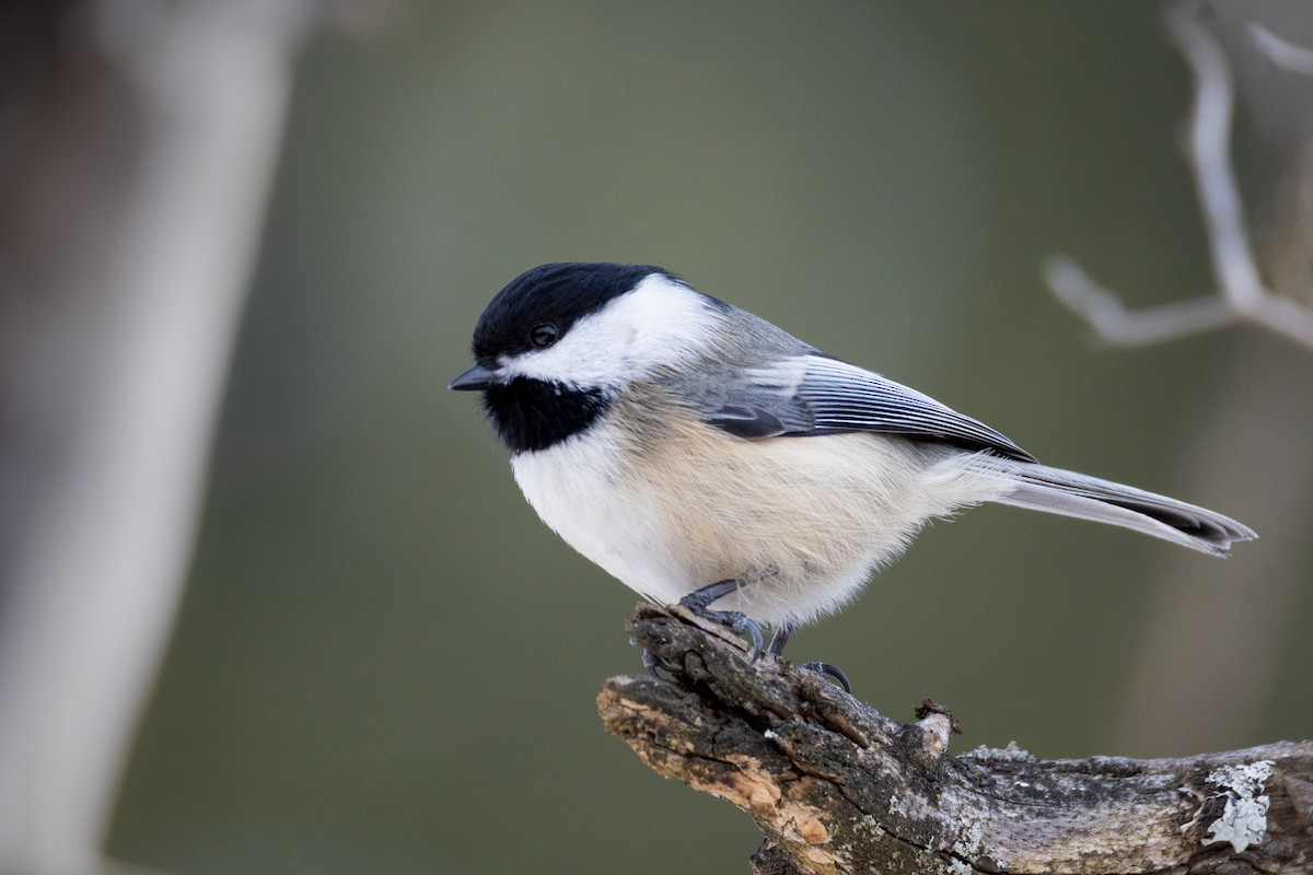 Черношапочная гаичка - ML646664536