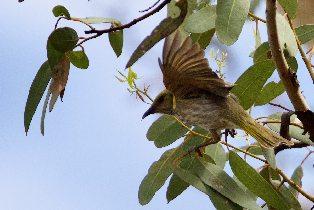 Yellow-plumed Honeyeater - ML646664538