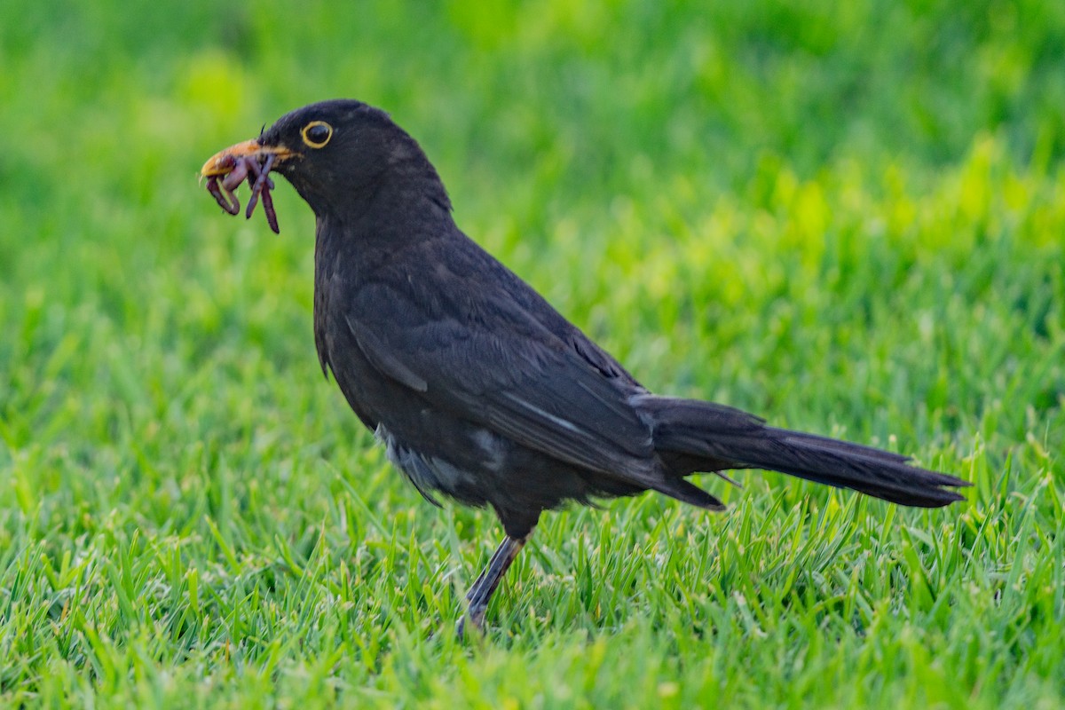 Eurasian Blackbird - ML646664540