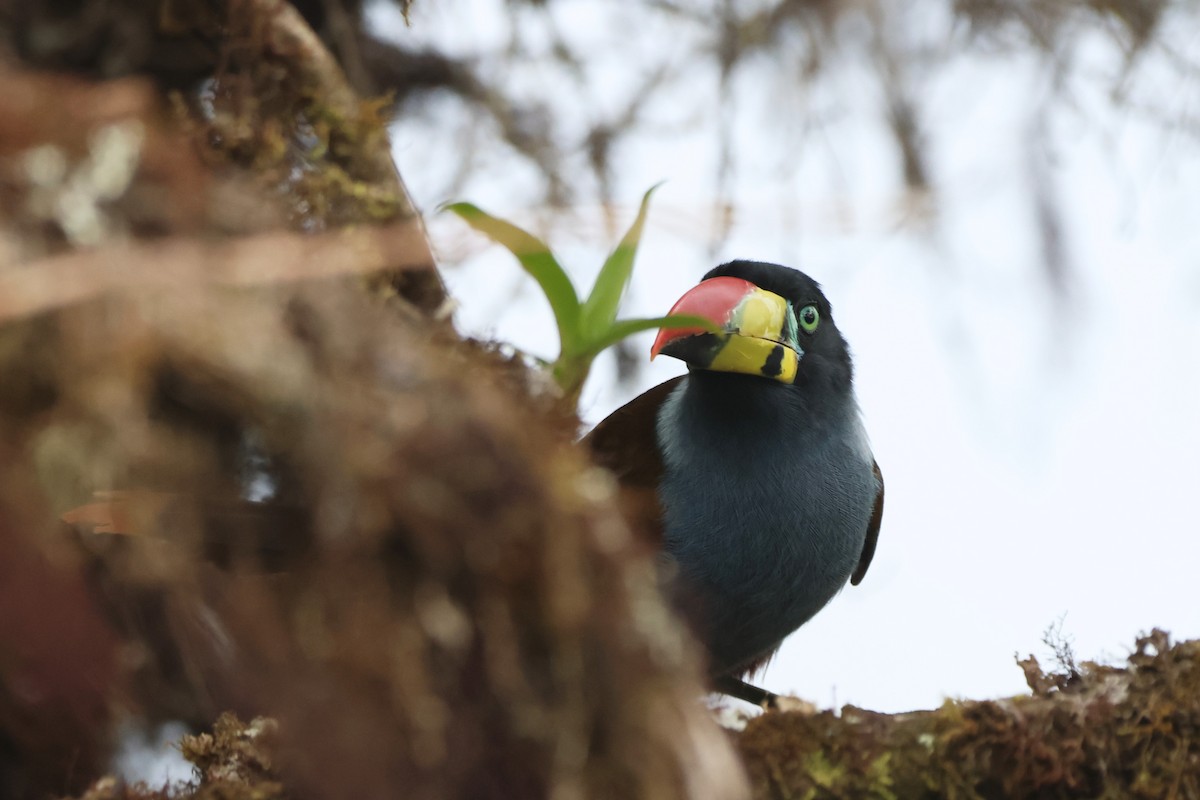 Tucán Pechigrís - ML646664542