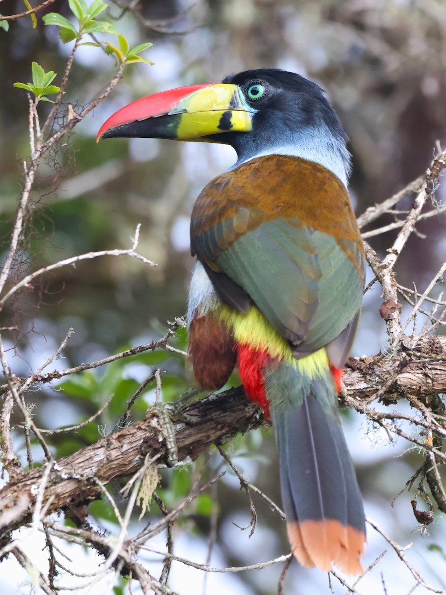 Tucán Pechigrís - ML646664543