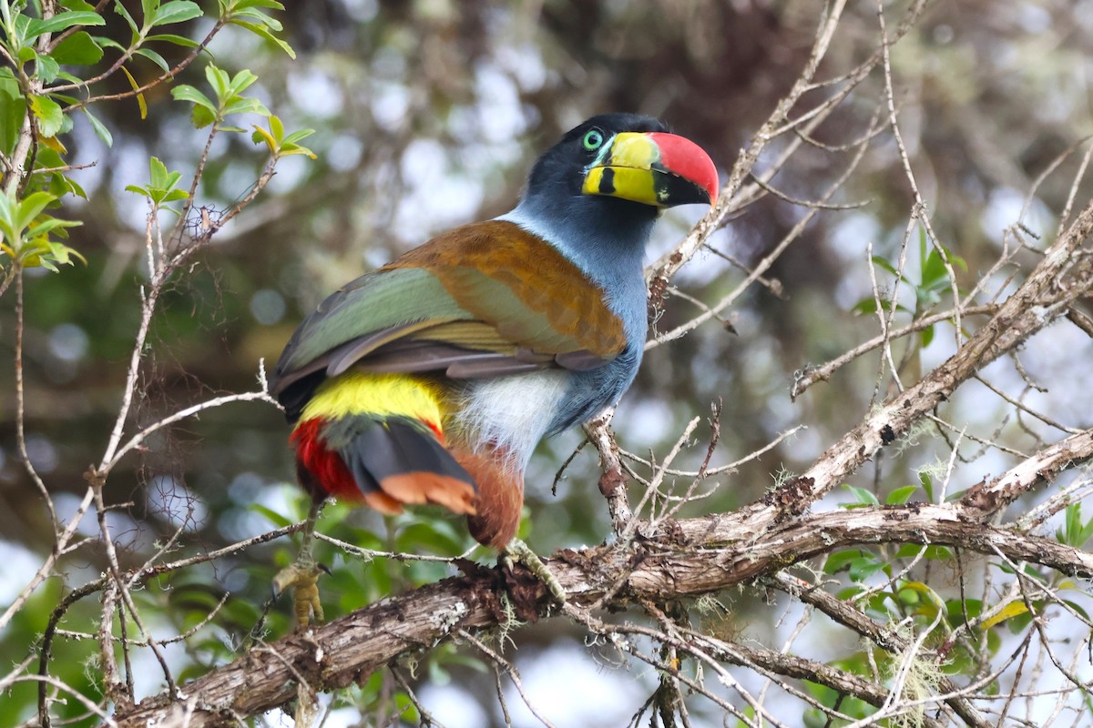 Tucán Pechigrís - ML646664544