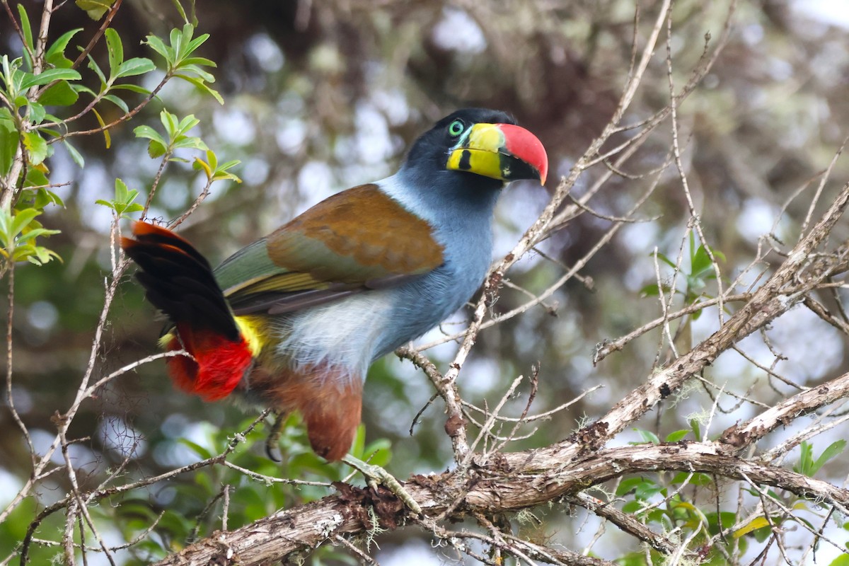 Tucán Pechigrís - ML646664545