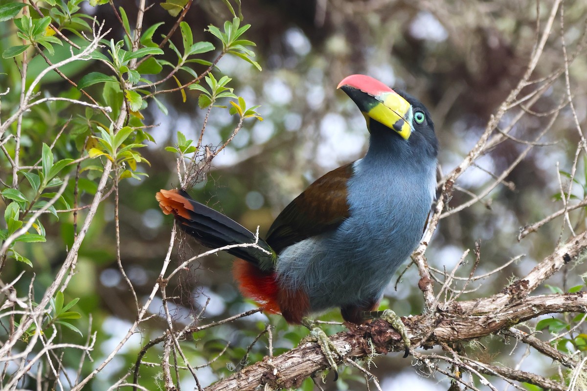 Tucán Pechigrís - ML646664546