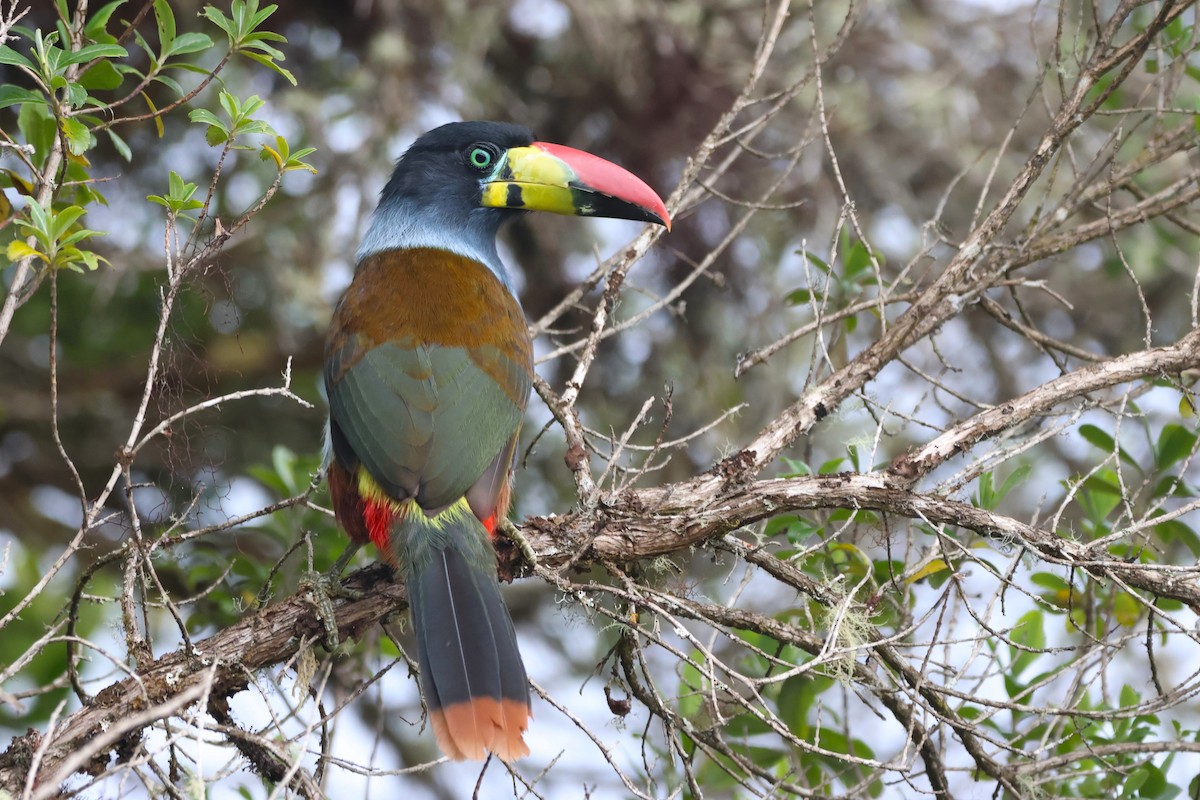 Tucán Pechigrís - ML646664547