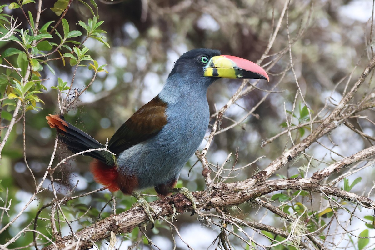 Tucán Pechigrís - ML646664548