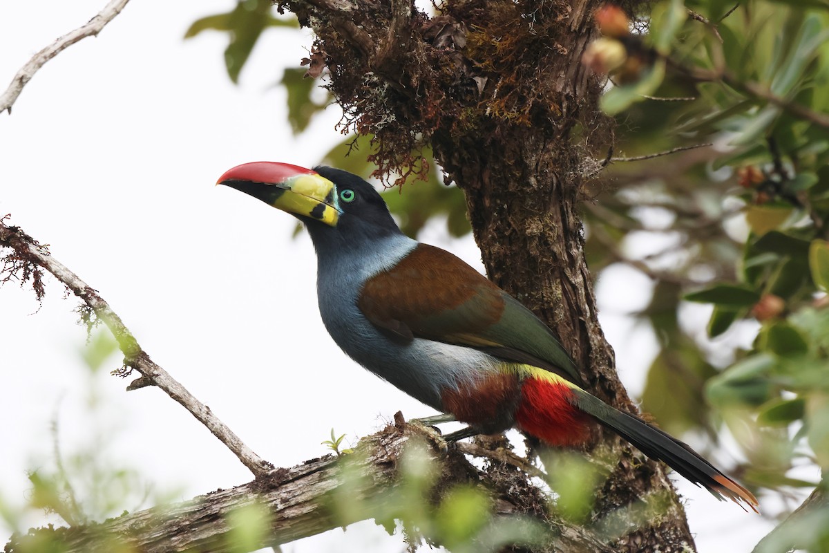 Tucán Pechigrís - ML646664549