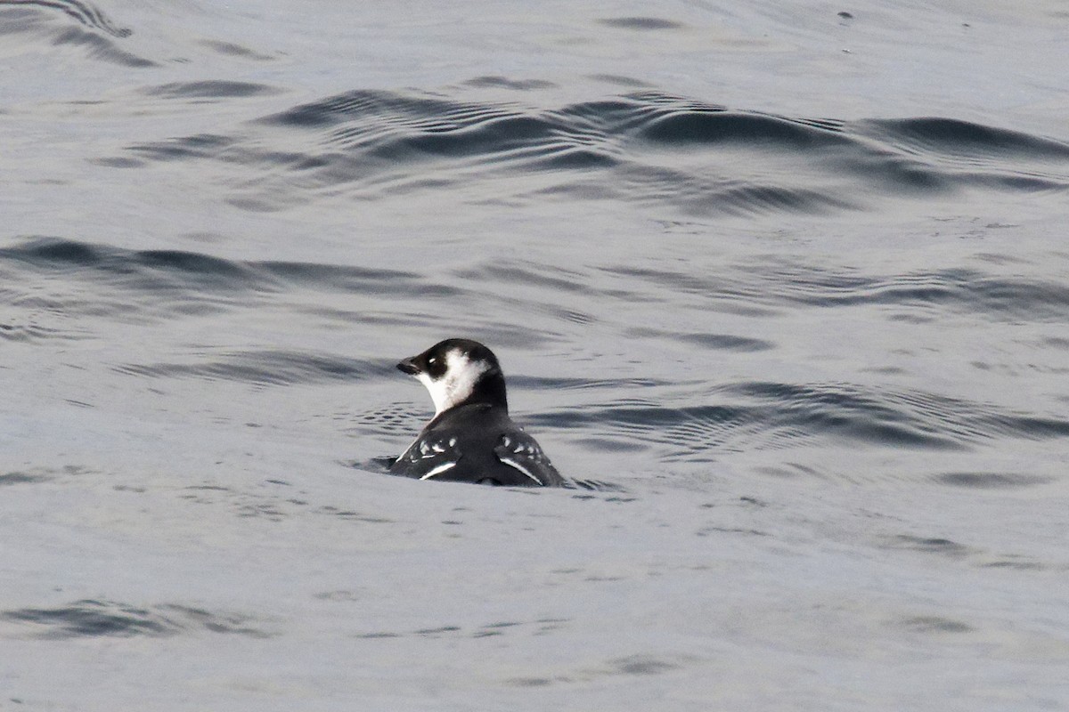 Dovekie - ML646664552