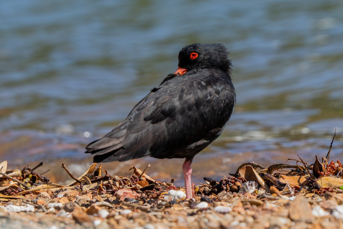 Variable Oystercatcher - ML646664556