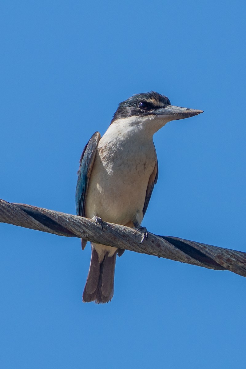 Sacred Kingfisher - ML646664559