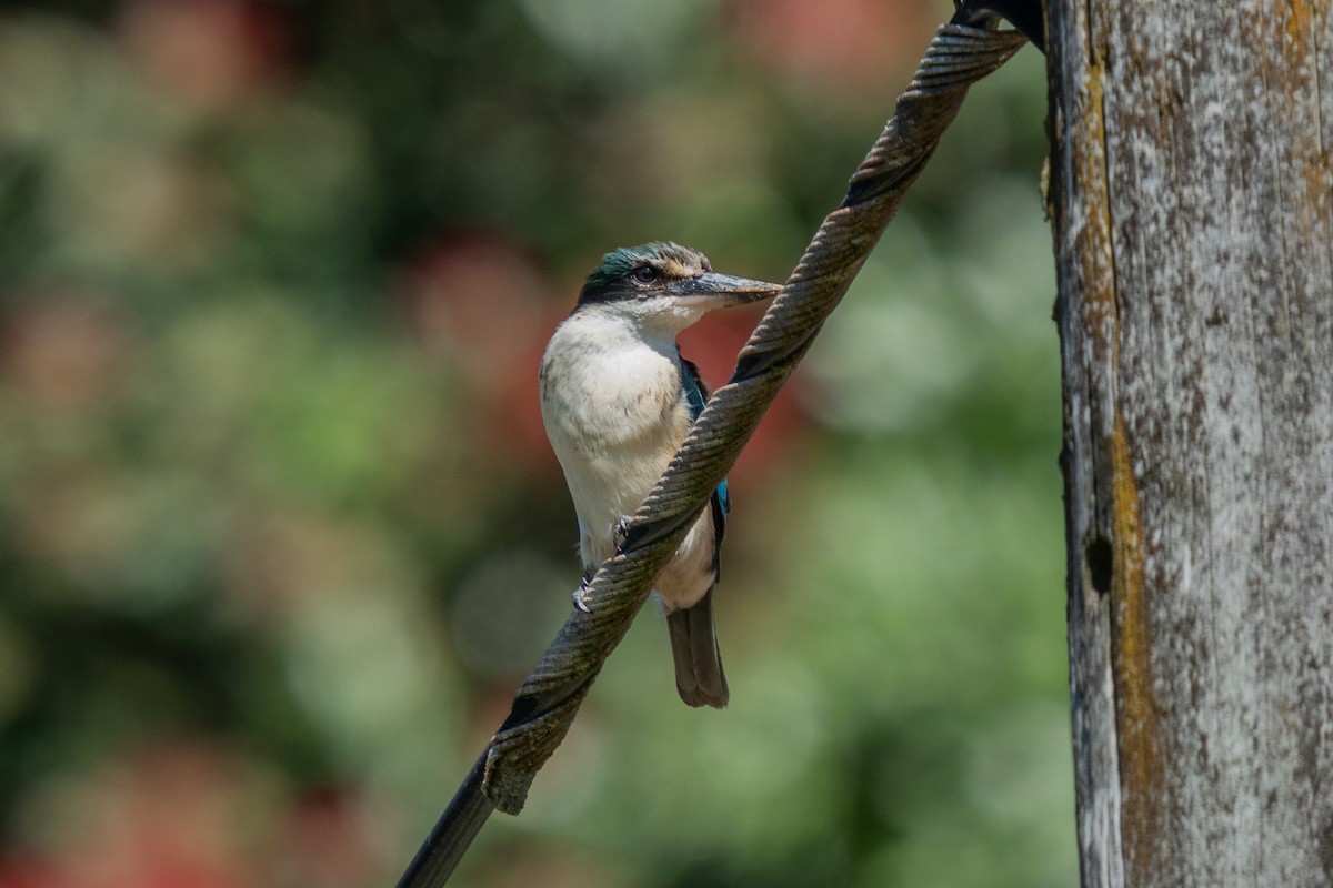 Sacred Kingfisher - ML646664560