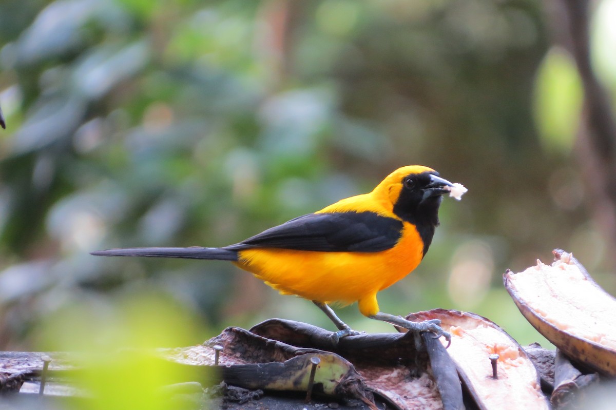 gulryggtrupial - ML646664562