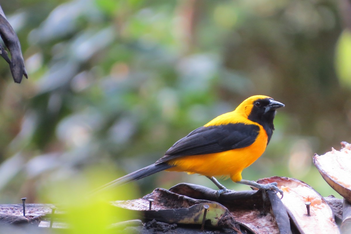 gulryggtrupial - ML646664563