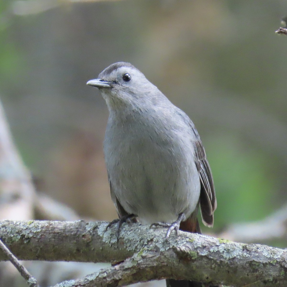 Gray Catbird - ML646664564