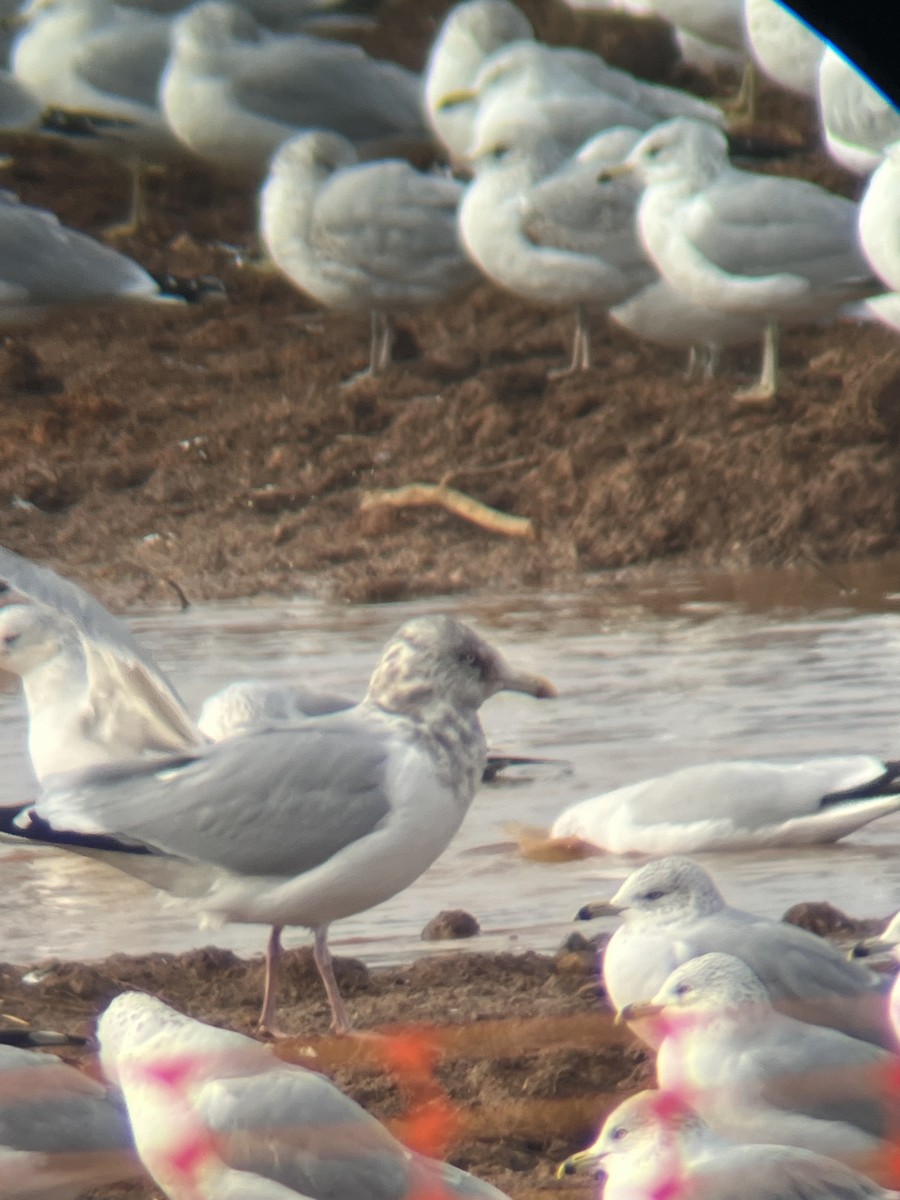 Kaio hauskara amerikarra - ML646664566